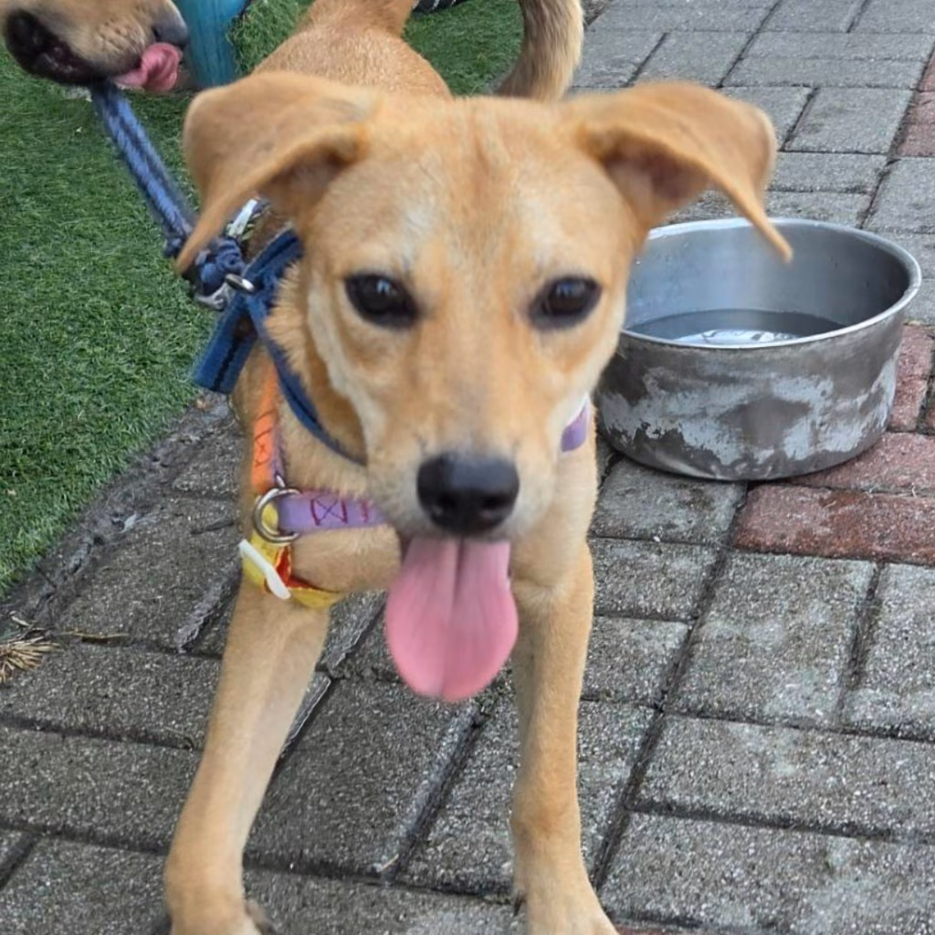 Tan adult female mixed-breed dog, Medium, shelter no. …7-14