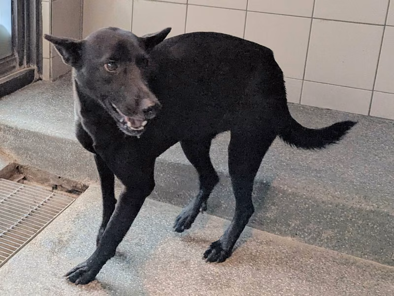 Black adult female mixed-breed dog, Large, shelter no. …1801