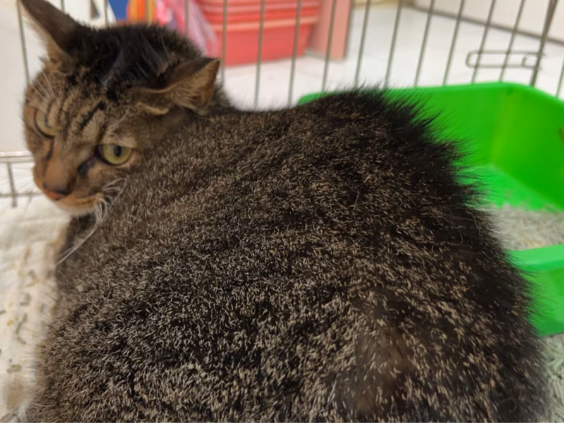 Tabby adult female mixed-breed cat, Small, shelter no. …7001
