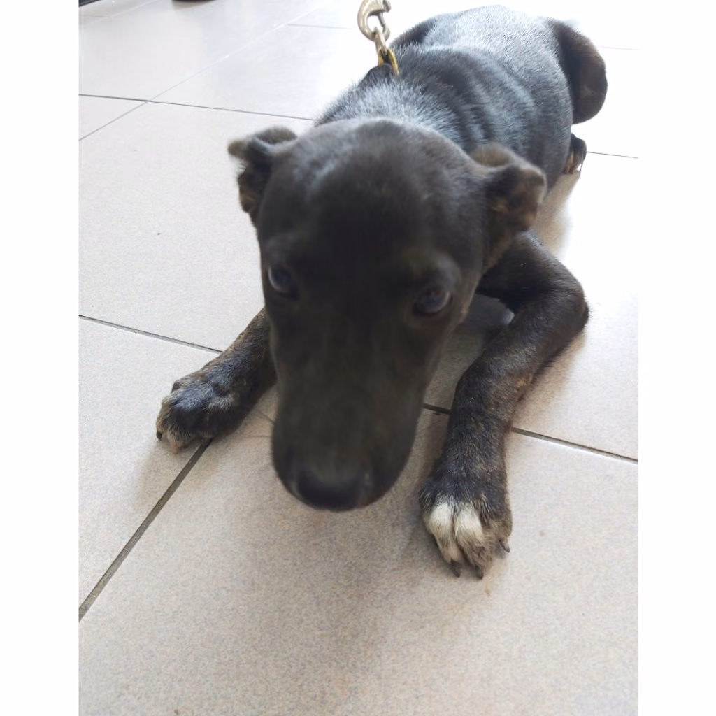 Black adult female mixed-breed dog, Small, shelter no. …1-07