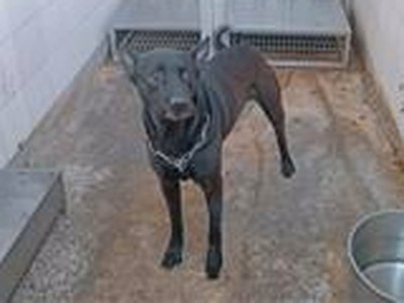 Black adult male mixed-breed dog, Medium, shelter no. …0902