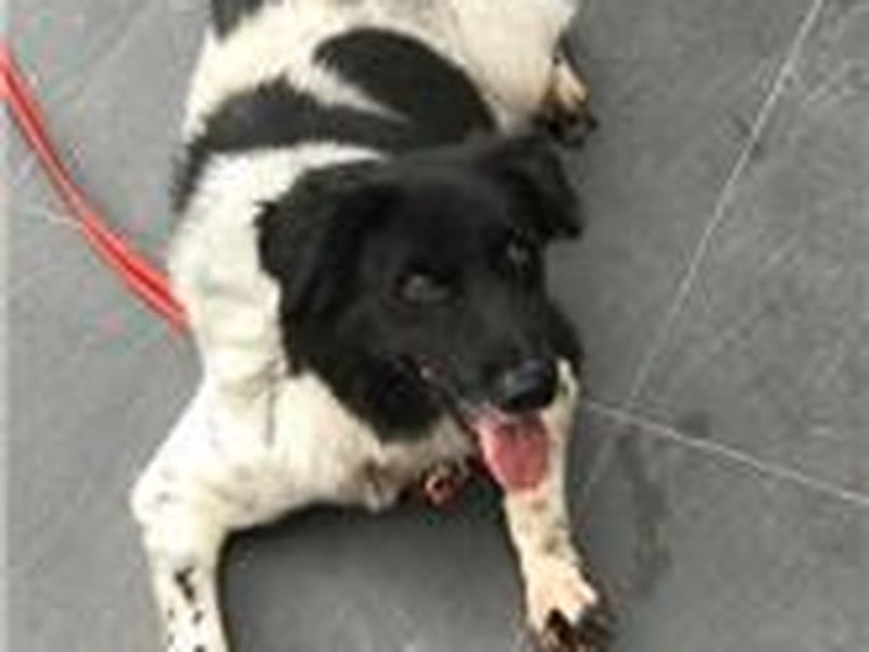 Black-and-white adult male mixed-breed dog, Medium, shelter no. …6004