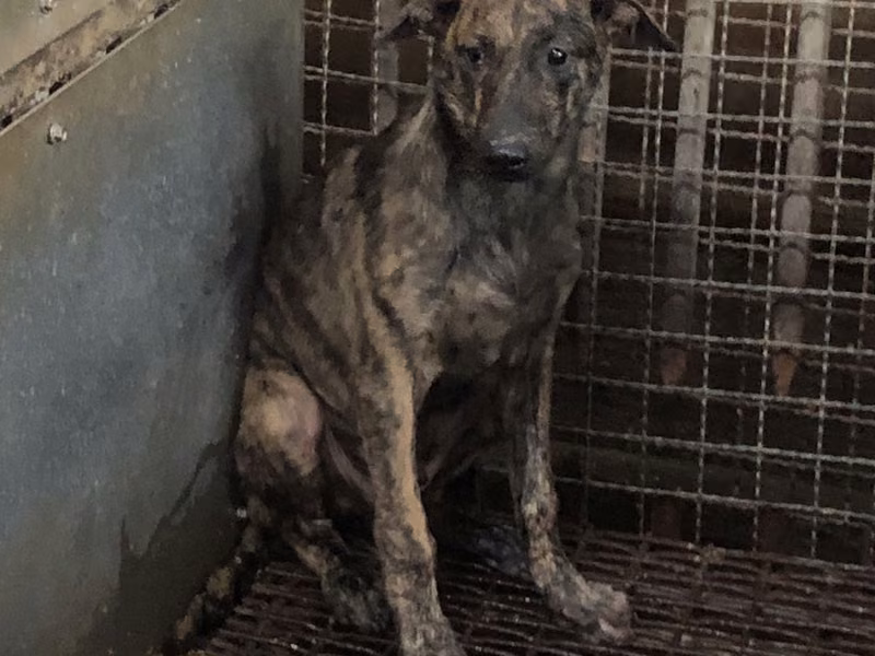 Tabby young male mixed-breed dog, Small, shelter no. …7001