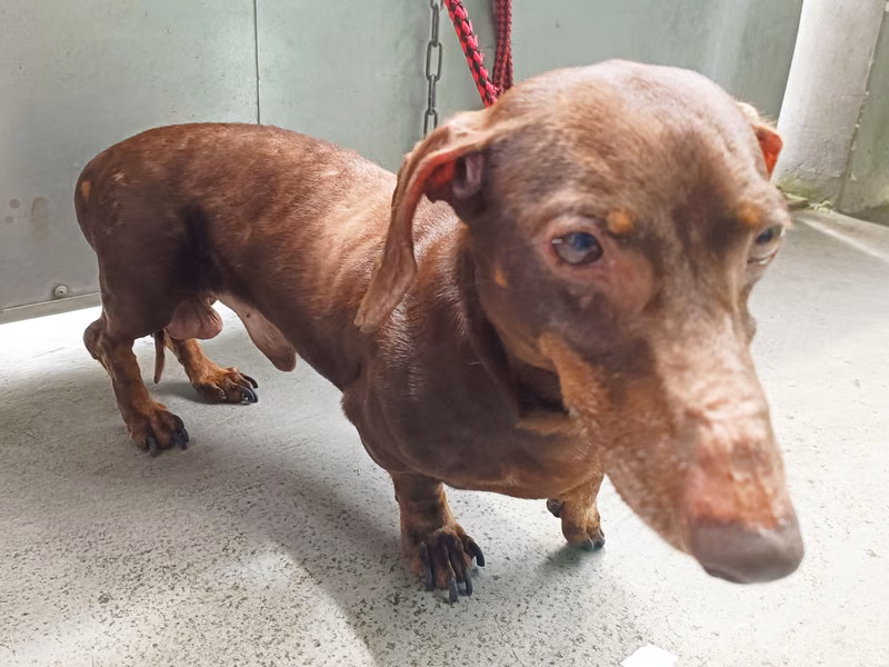 Brown adult male dachshund, Small, shelter no. …8002