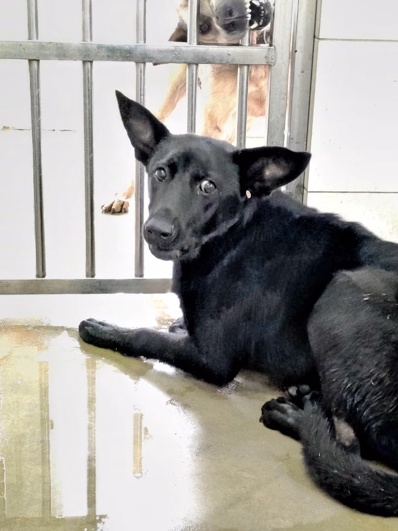 Black young female mixed-breed dog, Medium, shelter no. …4D01