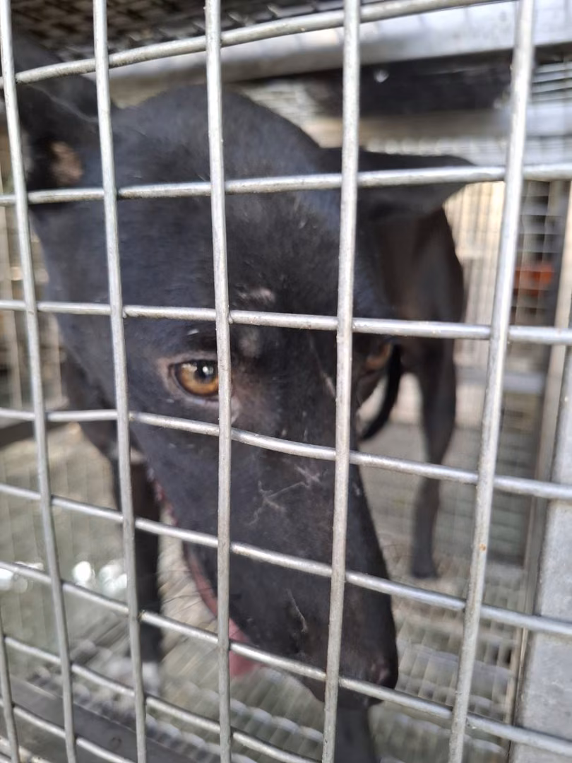 Black adult female mixed-breed dog, Medium, shelter no. …7-08