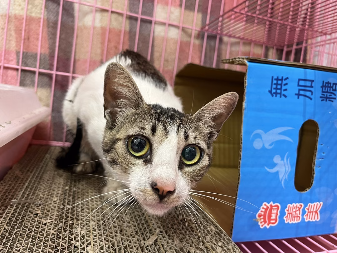 Tabby-and-white adult female mixed-breed cat, Medium, shelter no. …1802
