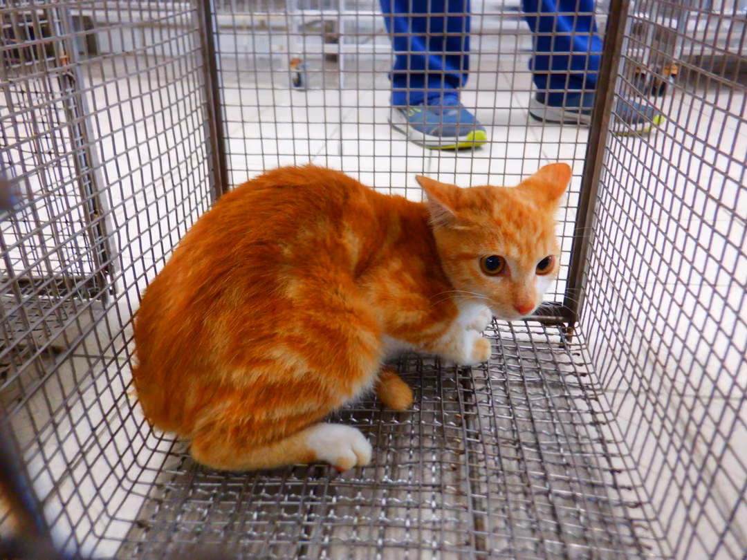 Pusang halo ang lahi (Babae, Matanda na, dilaw at puti), Maliit, blg. ng shelter …13C2