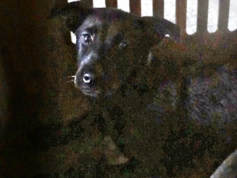 Black young female mixed-breed dog, Medium, shelter no. …0385