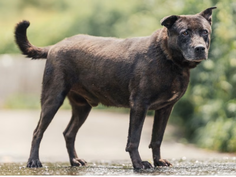 Black adult male mixed-breed dog, Medium, shelter no. …2001