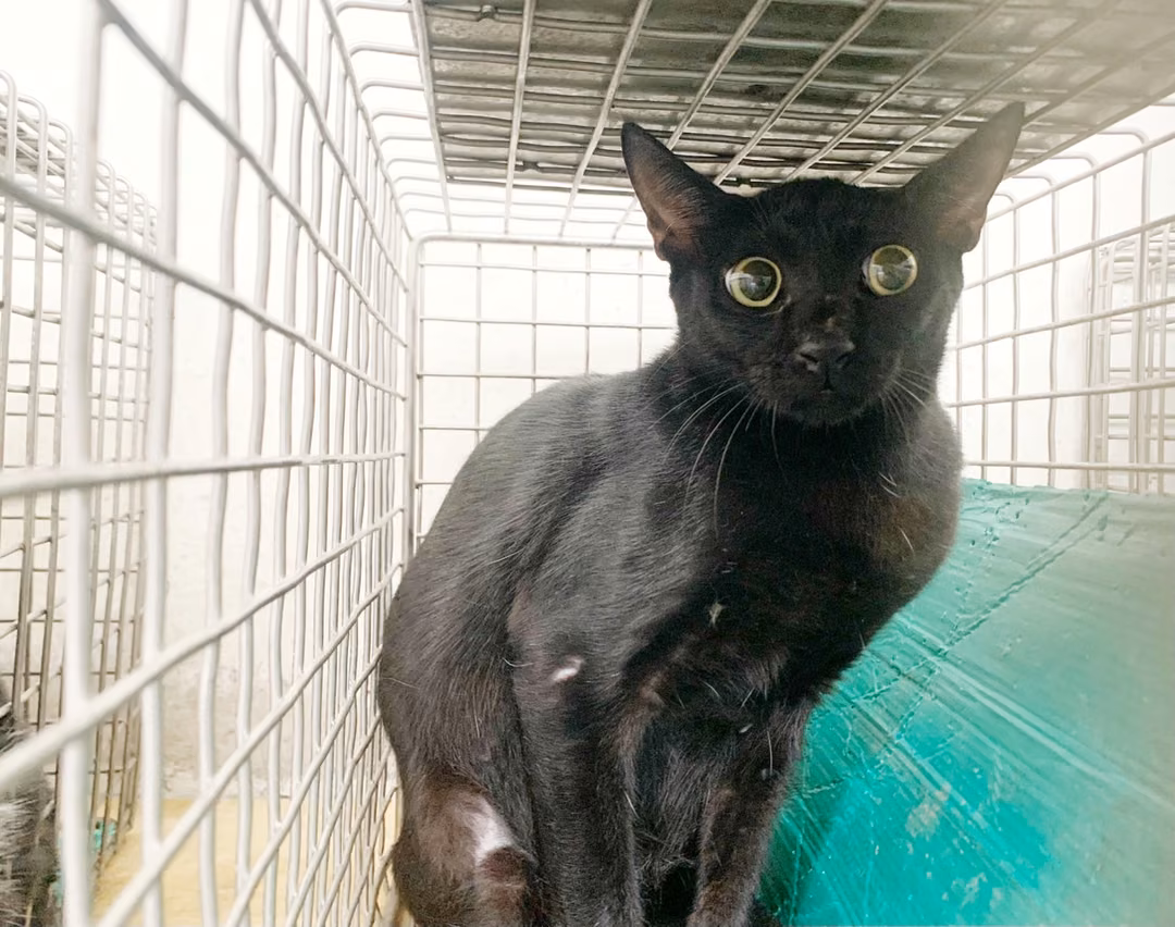 Black adult female mixed-breed cat, Small, shelter no. …1204