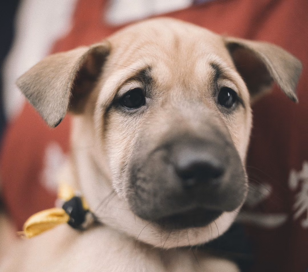 Young female mixed-breed dog, Small, shelter no. …2003