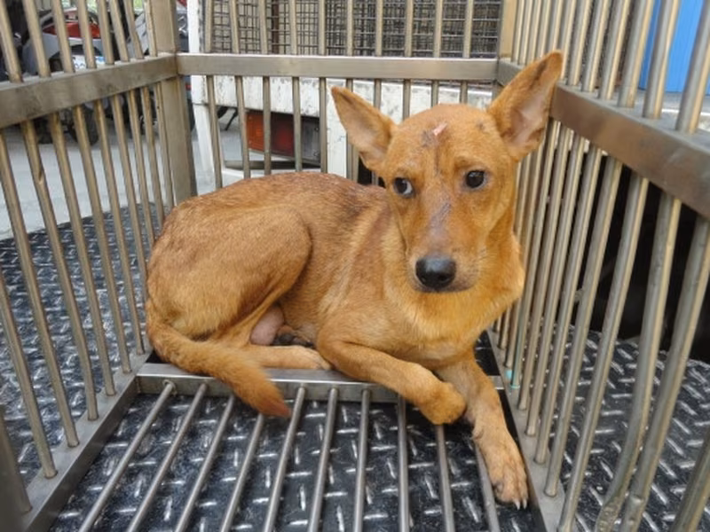 Tan adult female mixed-breed dog, Medium, shelter no. …2403