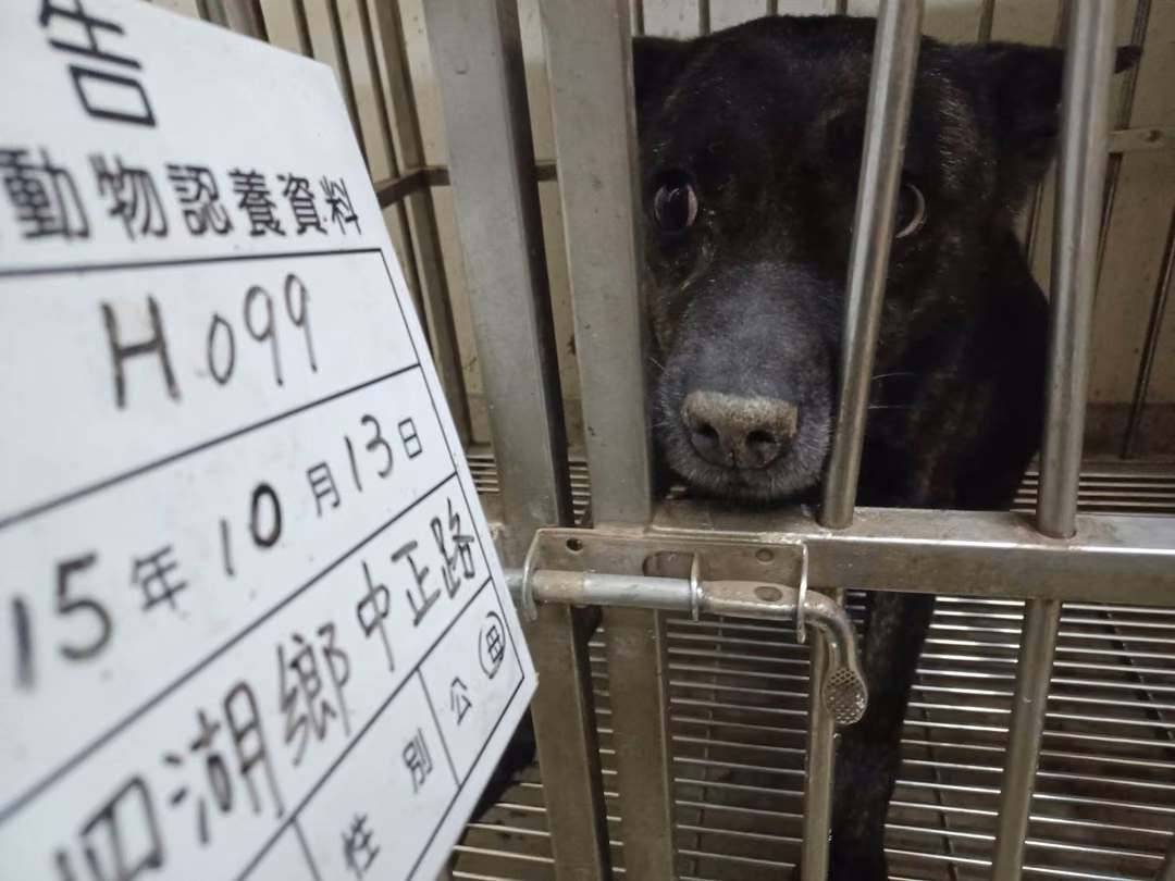 黑黄色成年母混种犬，大型, 收容编号 …099D