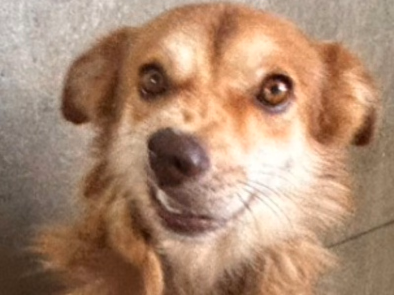 Tan-and-white adult male mixed-breed dog, Large, shelter no. …3011
