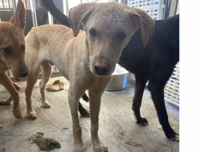 Tan-and-white adult male mixed-breed dog, Medium, shelter no. …2015
