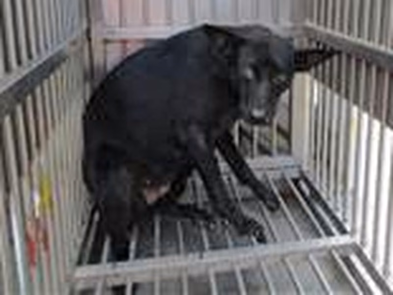Black adult female mixed-breed dog, Medium, shelter no. …6004