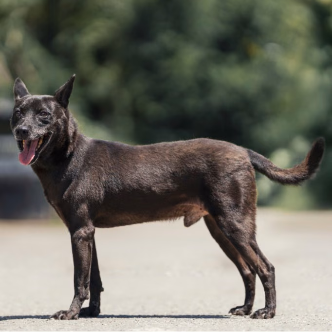 Black adult male mixed-breed dog, Medium, shelter no. …6001
