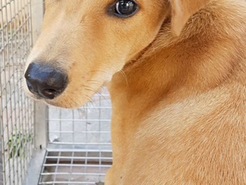 Tan adult male mixed-breed dog, Medium, shelter no. …0004