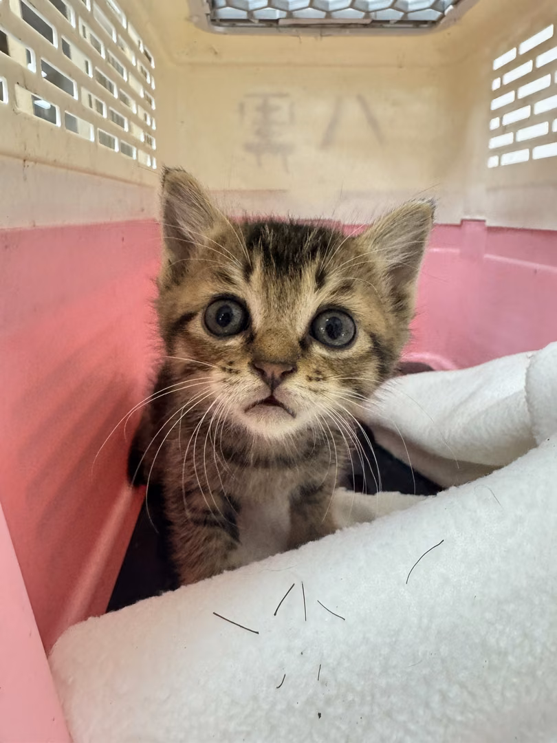 Tabby young male mixed-breed cat, Small, shelter no. …7002