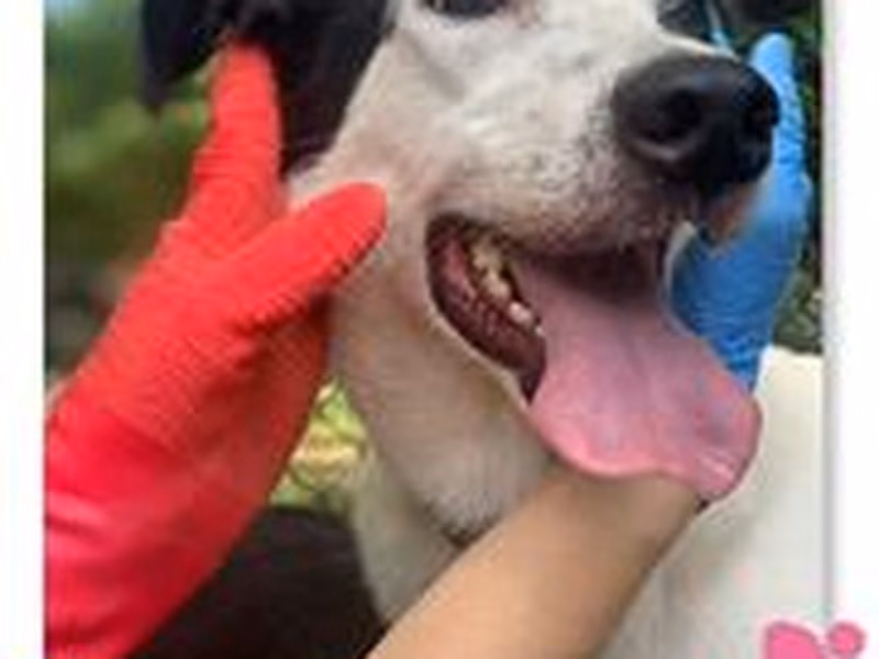 Black-and-white young female mixed-breed dog, Medium, shelter no. …1605