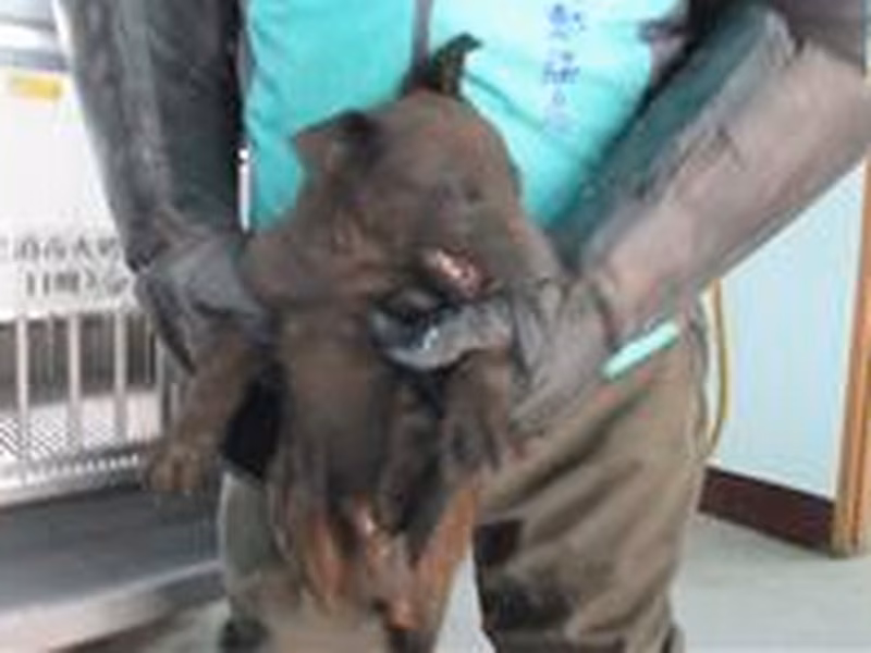 Black adult male mixed-breed dog, Small, shelter no. …9010
