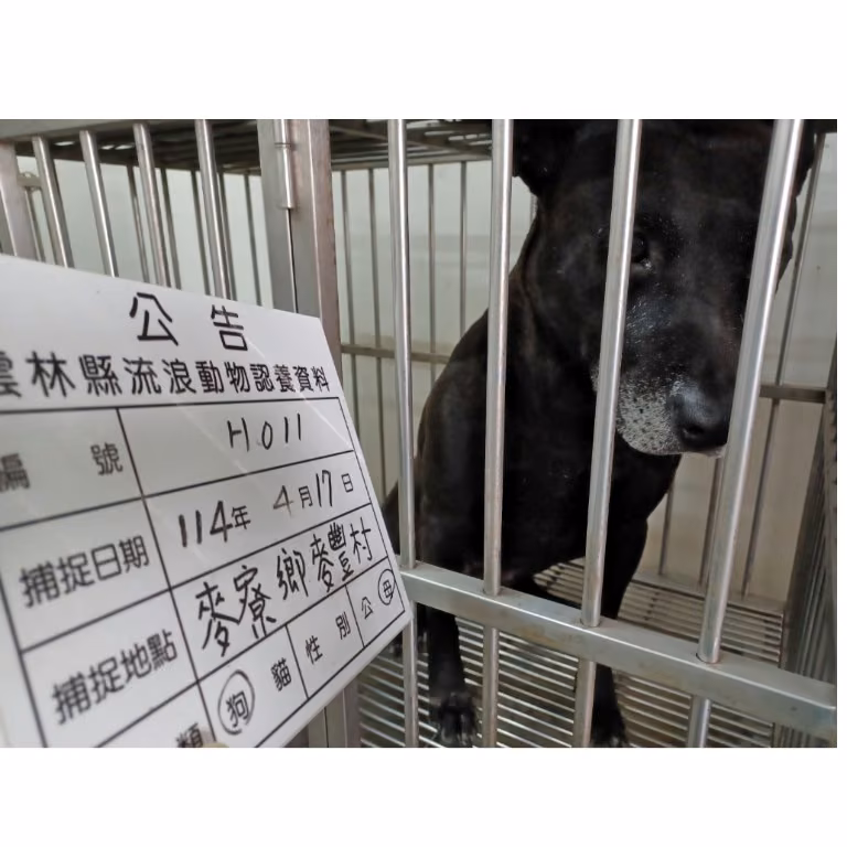 Black adult female mixed-breed dog, Large, shelter no. …011D