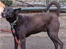 Black young male mixed-breed dog, Small, shelter no. …0603
