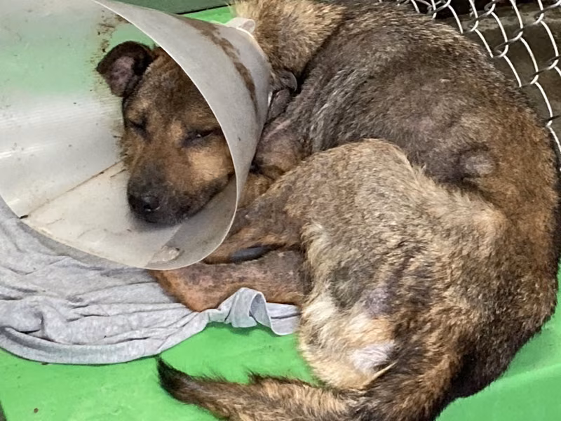 Black-and-brown adult male mixed-breed dog, Large, shelter no. …2001
