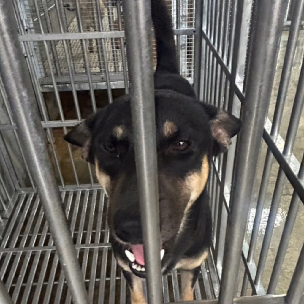 Black-and-tan adult male mixed-breed dog, Large, shelter no. …4014