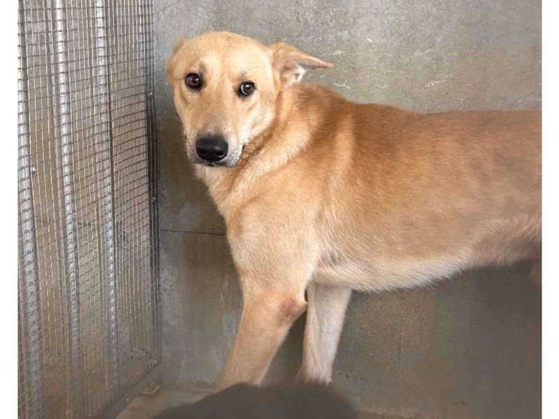 Tan adult male mixed-breed dog, Large, shelter no. …2006