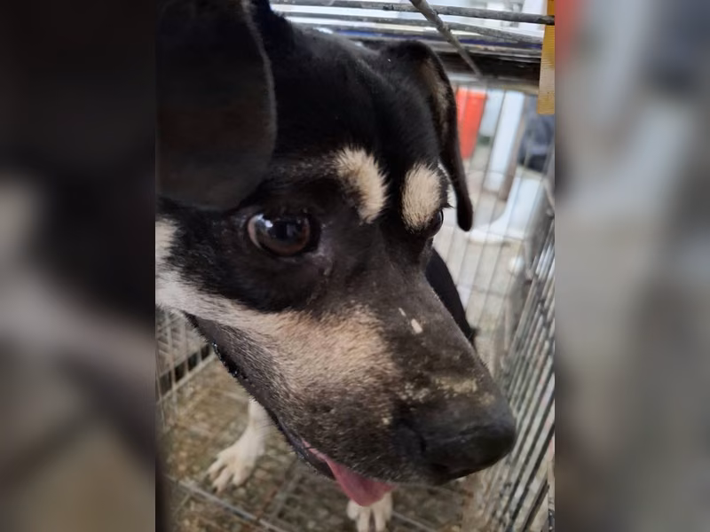 Black-and-white adult male mixed-breed dog, Medium, shelter no. …4-01