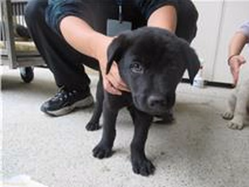 Black adult female mixed-breed dog, Small, shelter no. …1005