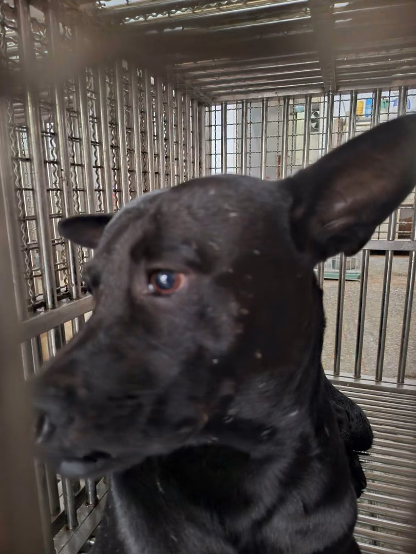 Black adult male mixed-breed dog, Medium, shelter no. …1-06