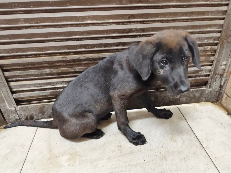 Black young male mixed-breed dog, Medium, shelter no. …2314