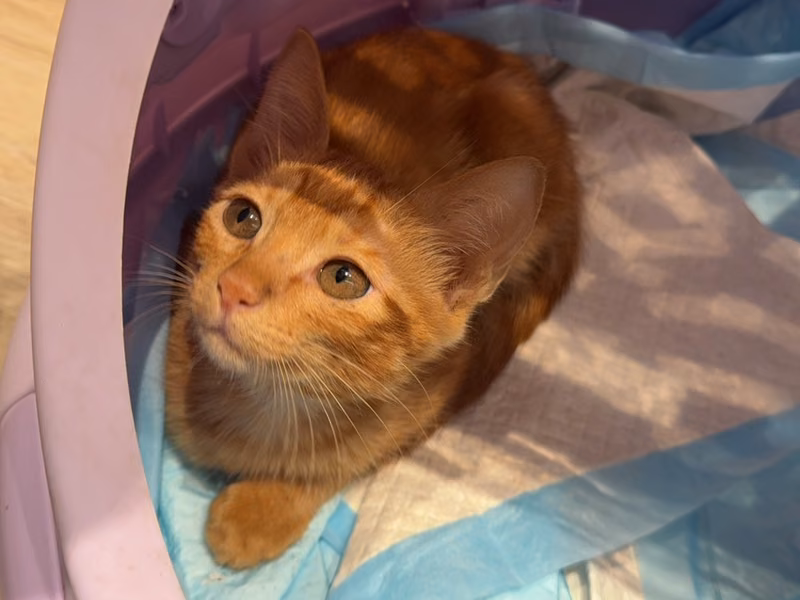 Orange tabby young male mixed-breed cat, Small, shelter no. …6002