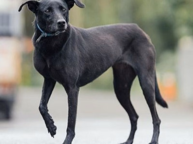 Black adult female mixed-breed dog, Medium, shelter no. …9008