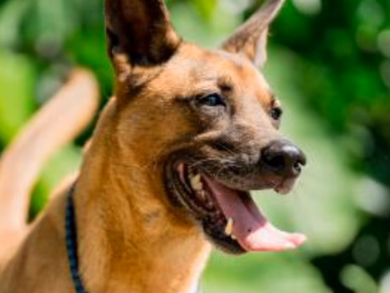Black-and-tan adult male mixed-breed dog, Medium, shelter no. …2004