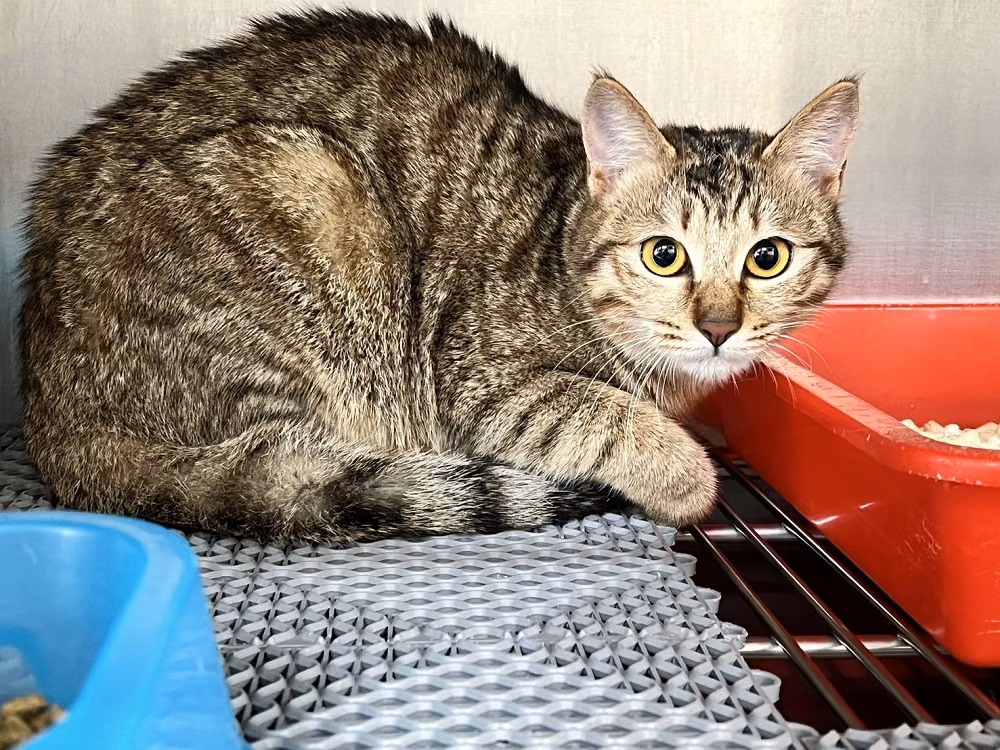 Black tabby adult female mixed-breed cat, Medium, shelter no. …2003