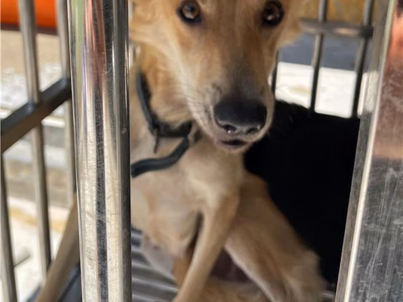 Tan adult female mixed-breed dog, Large, shelter no. …3007