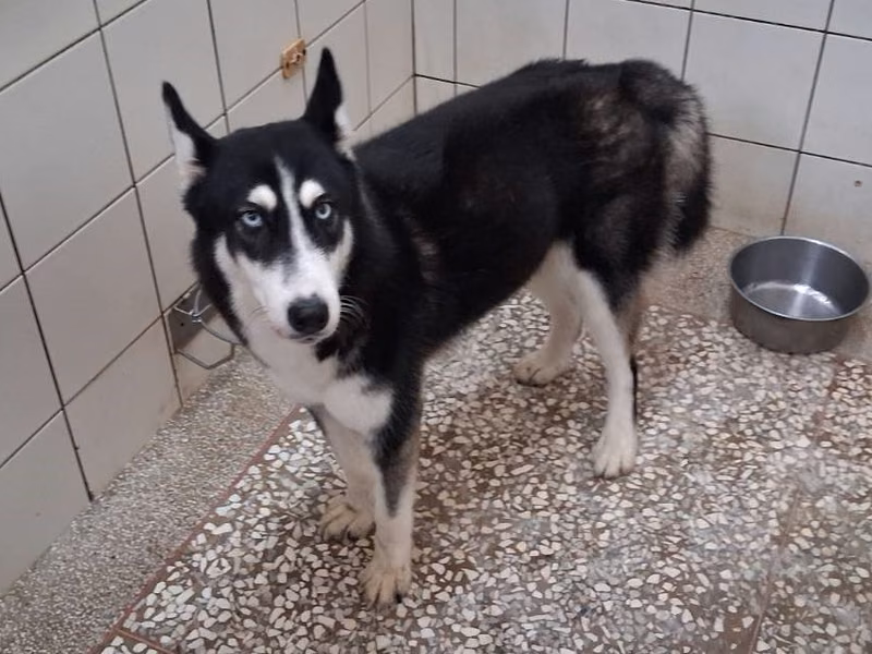 Black adult female Siberian Husky, Large, shelter no. …30H2