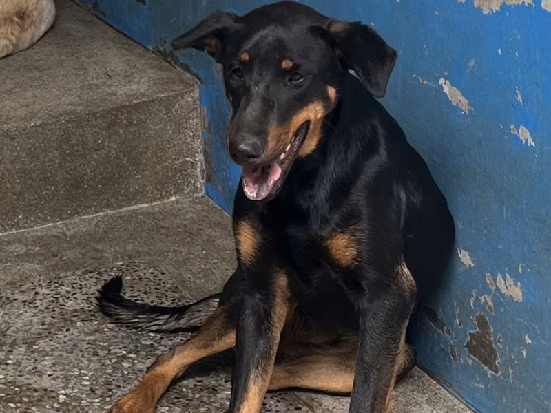 Black-and-brown adult female mixed-breed dog, Large, shelter no. …4007