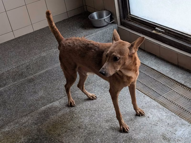 Tabby adult male mixed-breed dog, Large, shelter no. …3101