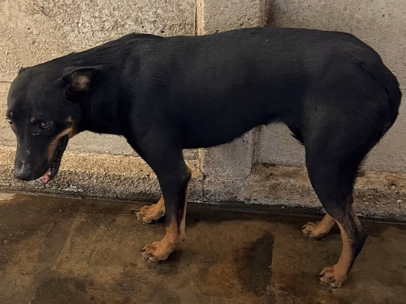 Black-and-tan adult male mixed-breed dog, Medium, shelter no. …2013