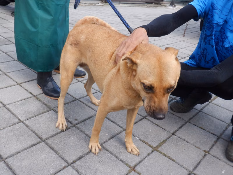 Tan adult female mixed-breed dog, Medium, shelter no. …9814
