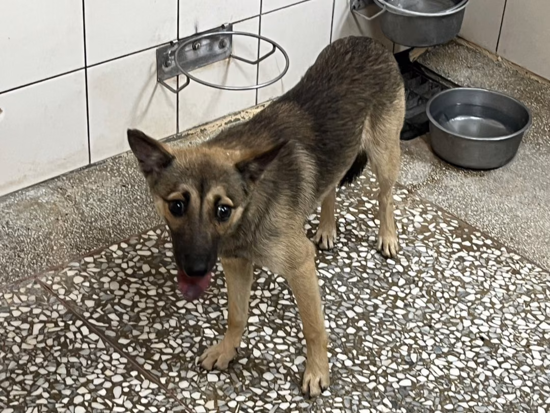 Gray adult female mixed-breed dog, Medium, shelter no. …13-1