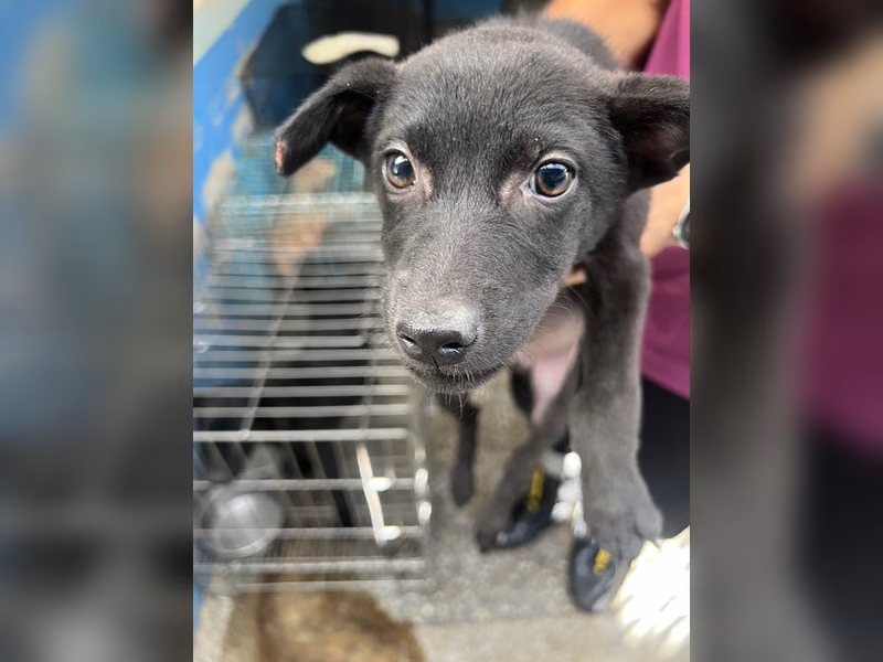 Black young female mixed-breed dog, Small, shelter no. …2020