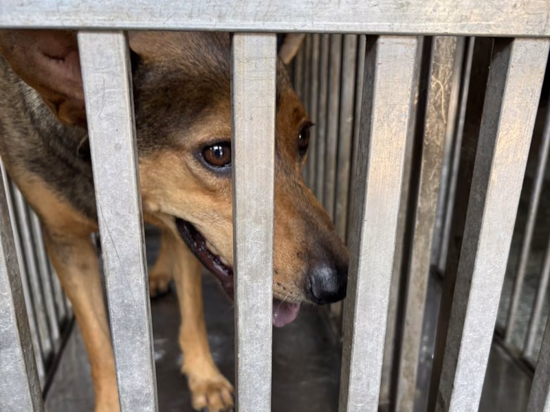 Black-and-tan adult male mixed-breed dog, Medium, shelter no. …7-03
