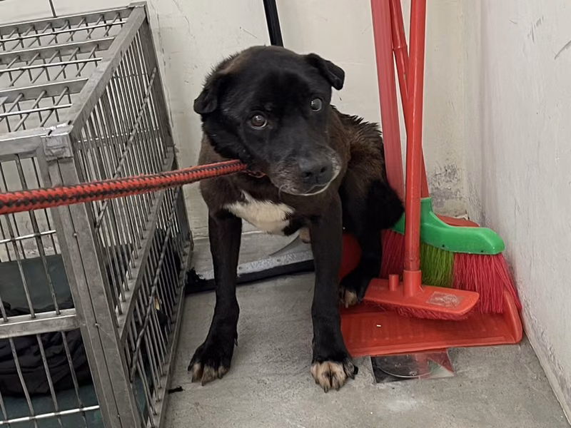 Black adult male mixed-breed dog, Medium, shelter no. …2804