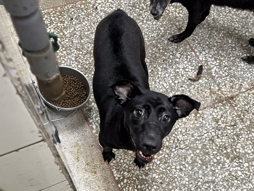 Black adult female mixed-breed dog, Large, shelter no. …25-1